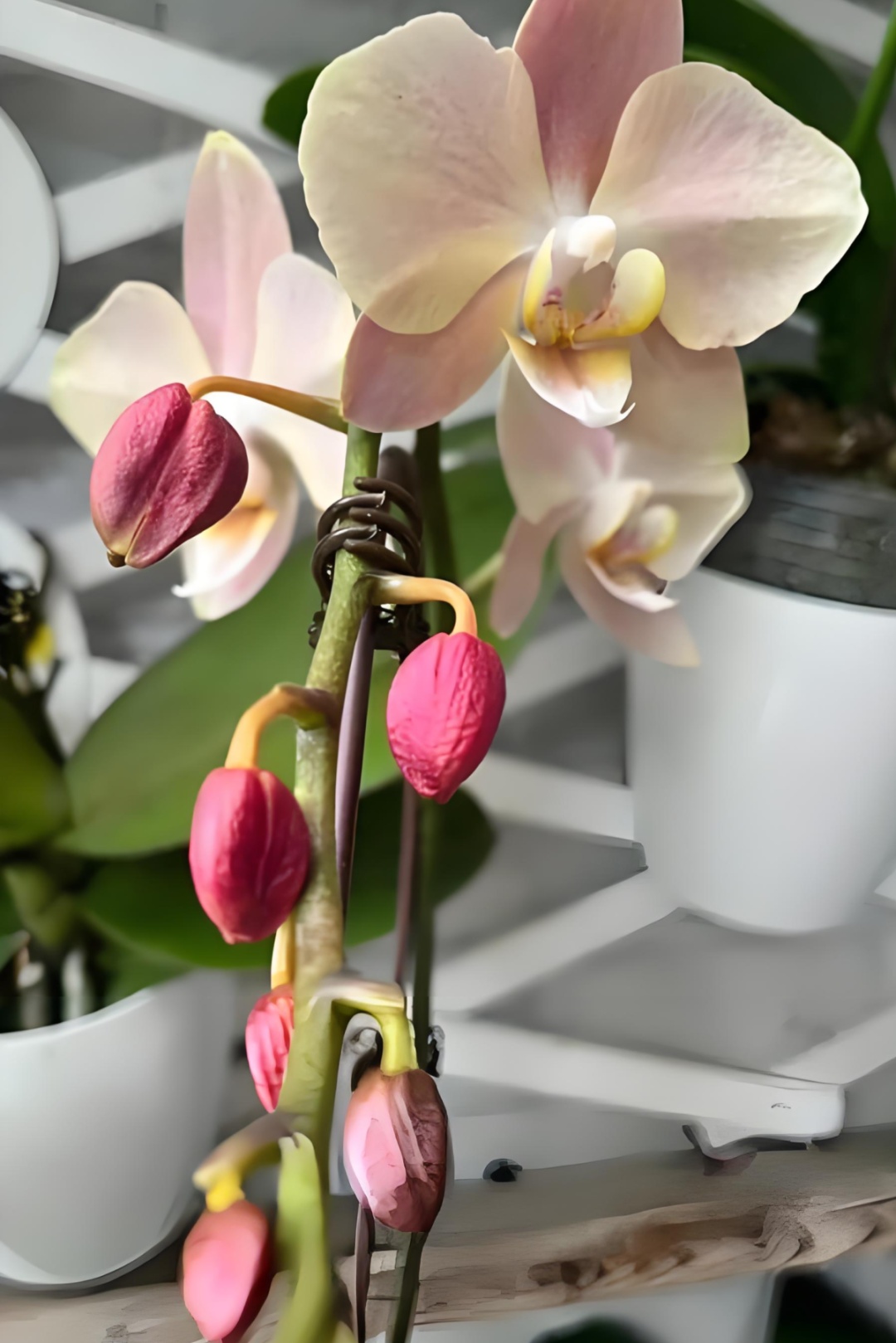 小心植物"热伤风"！早春家庭养护记住这三个关键