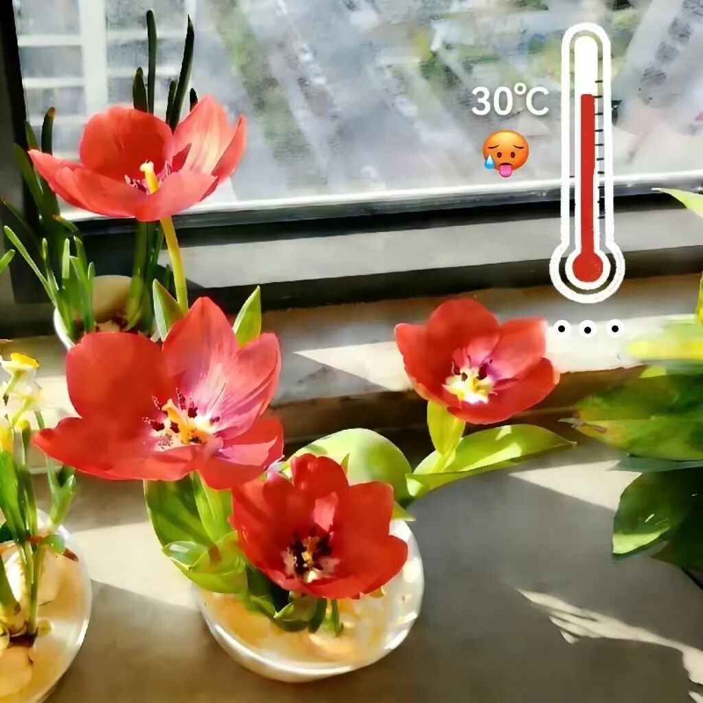 早春家庭植物养护，抓准这3个关键→