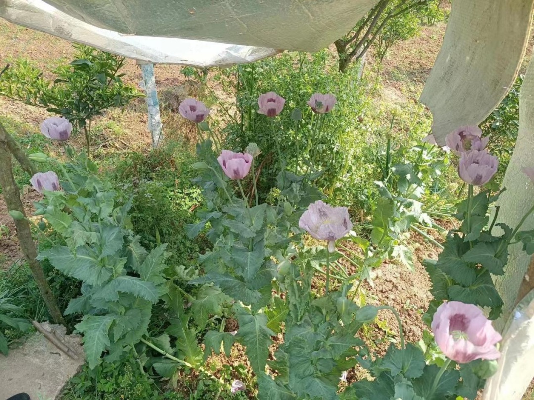 看到这种花，举报一株都有奖！