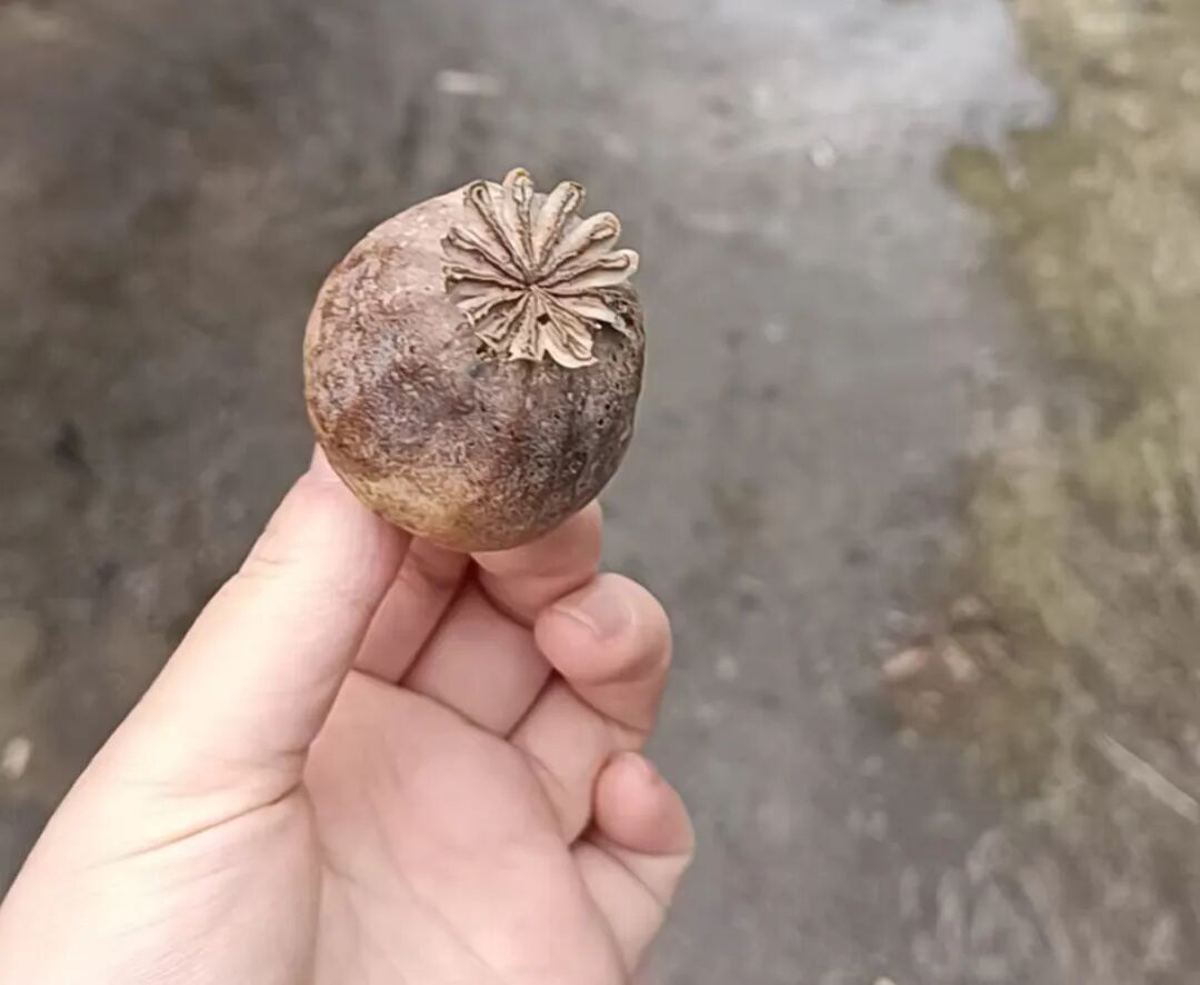 看到这种花，举报一株都有奖！