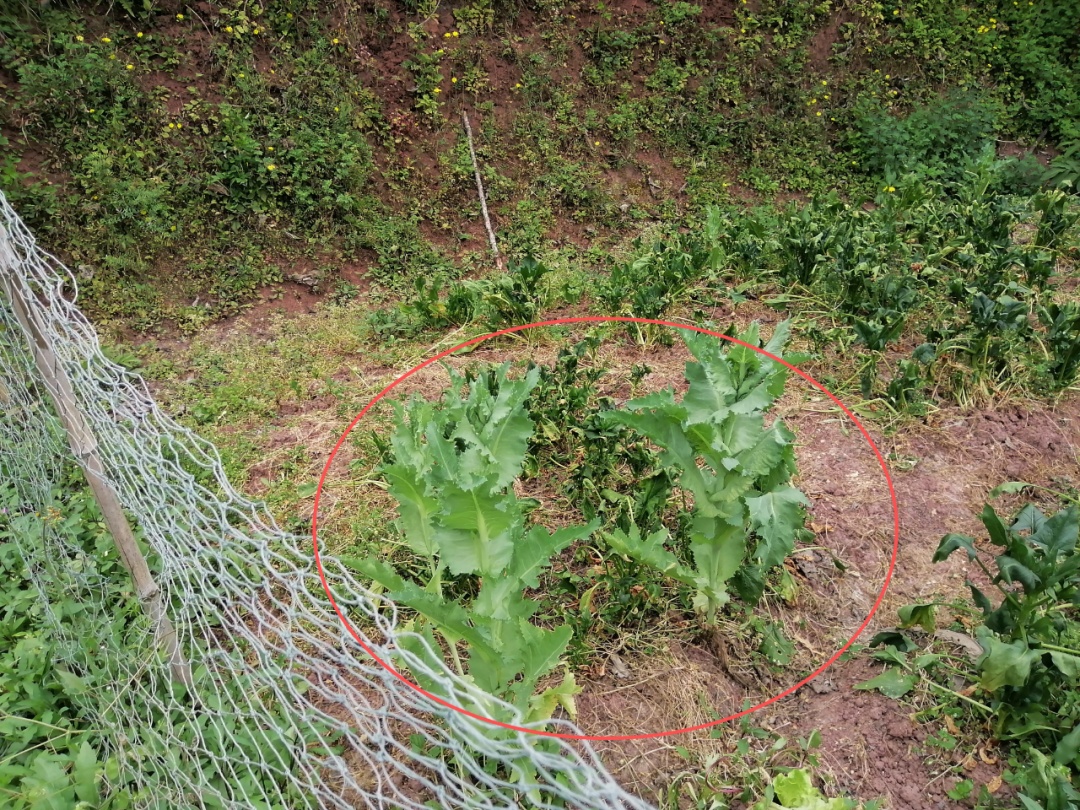 看到这种花，举报一株都有奖！