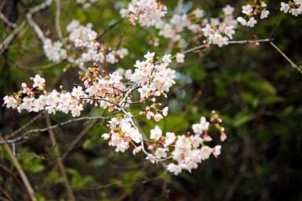 好美！安徽黄山烂漫樱花交织成画