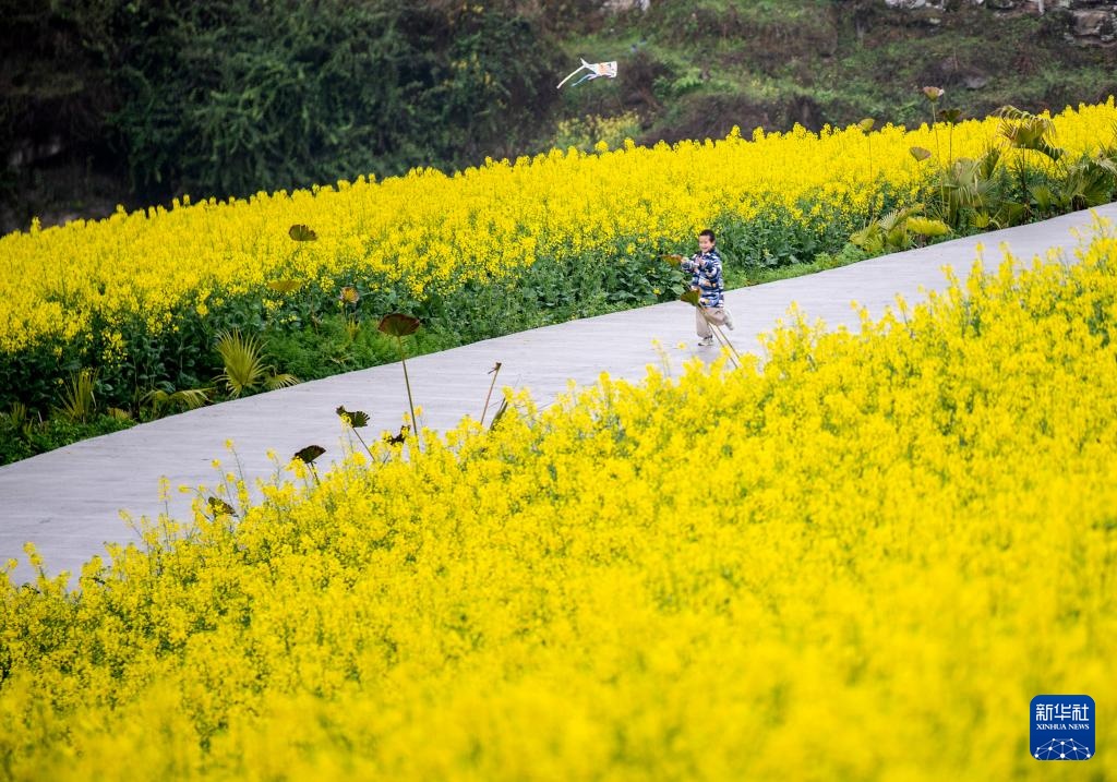 千亩油菜花绽放美丽经济