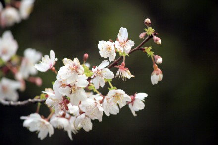 好美！安徽黄山烂漫樱花交织成画
