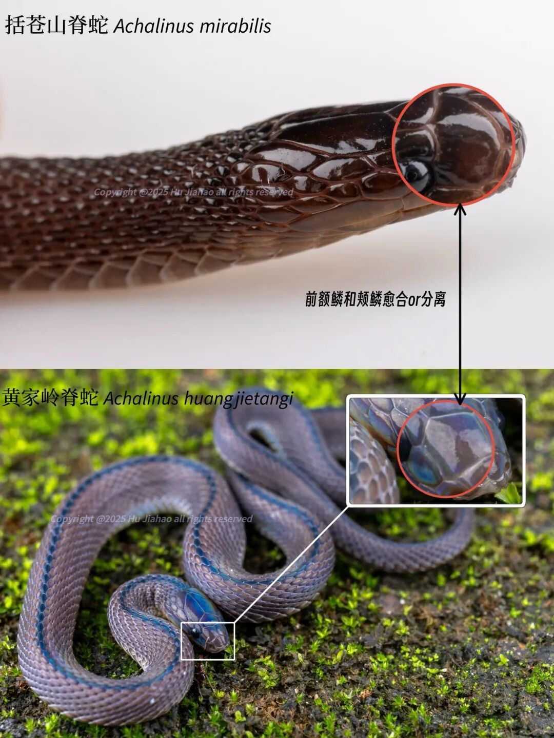 浙江17岁高中生率先发现新物种，联合发文登上SCI