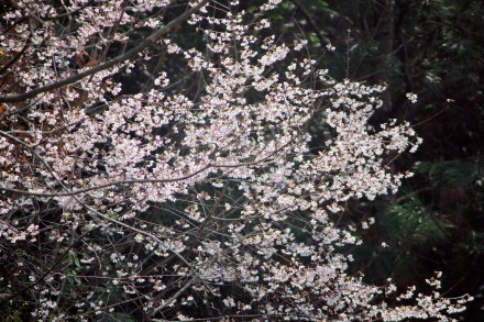 好美！安徽黄山烂漫樱花交织成画