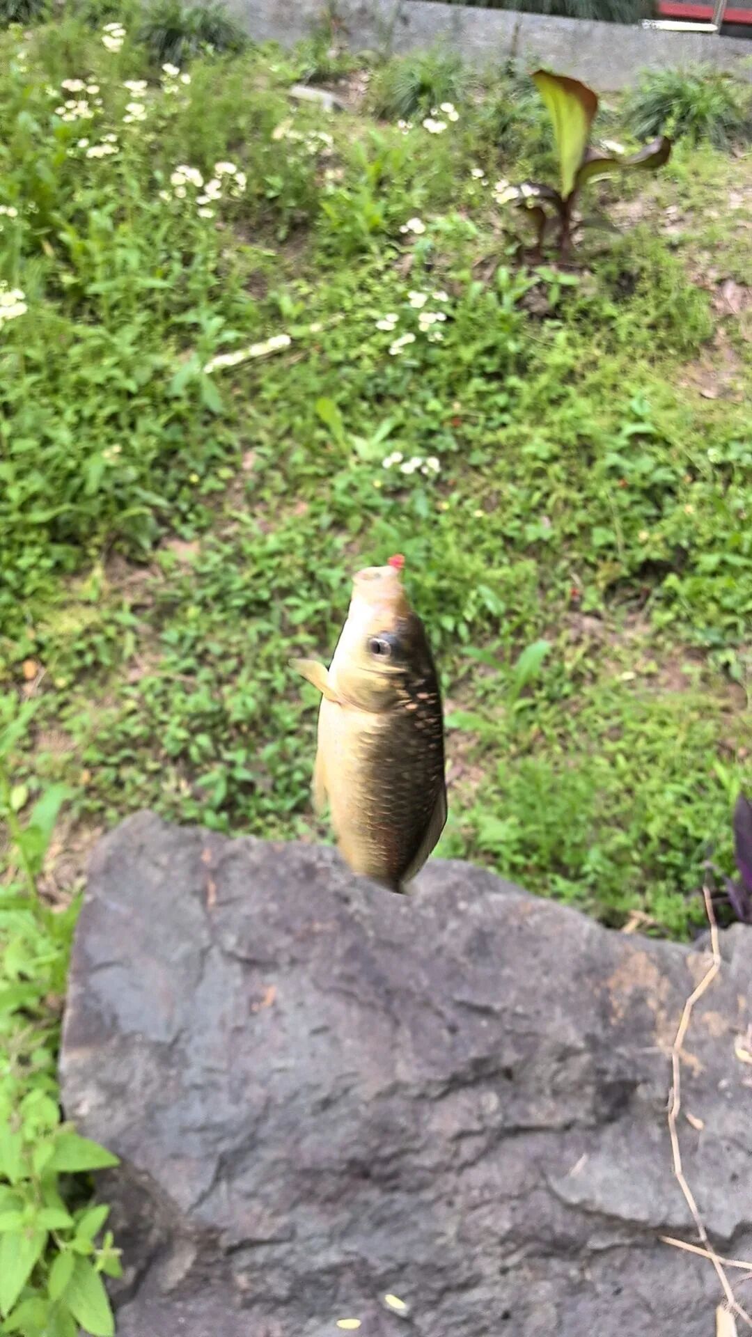 “一口三百块”：网友吐槽卡喉经历