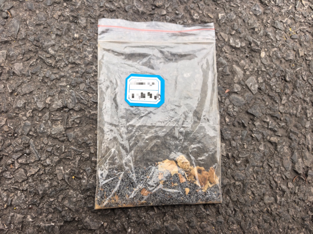 看到这种花，举报一株都有奖！