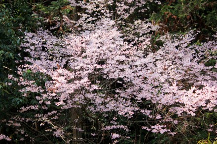 好美！安徽黄山烂漫樱花交织成画