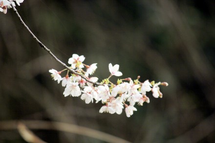 好美！安徽黄山烂漫樱花交织成画