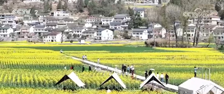 春日花海成为“增收田” 以花为“媒”引客来助力乡村产业发展
