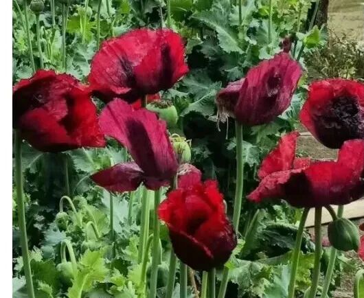 看到这种花，举报一株都有奖！