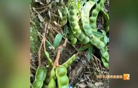 全网围观！云南“过江龙”也是坐上飞机了