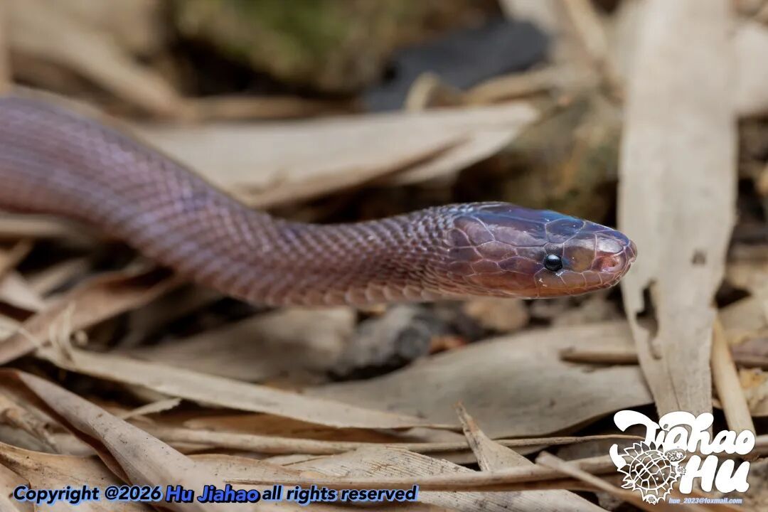 浙江17岁高中生率先发现新物种，联合发文登上SCI