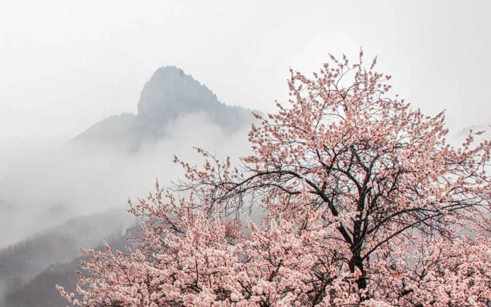河南：多家景区，女士免门票、男士半价→