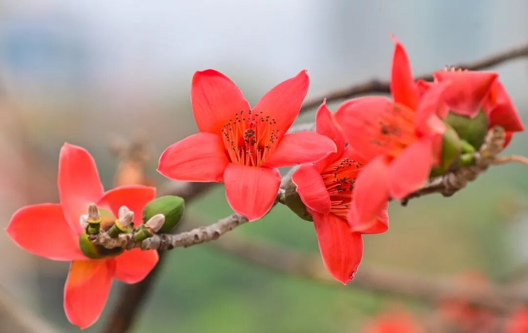周末阳光持续在线，9日起有冷空气影响广东