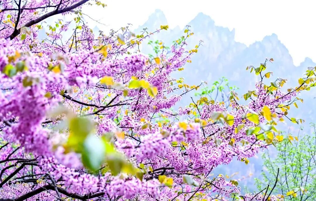 河南：多家景区，女士免门票、男士半价→