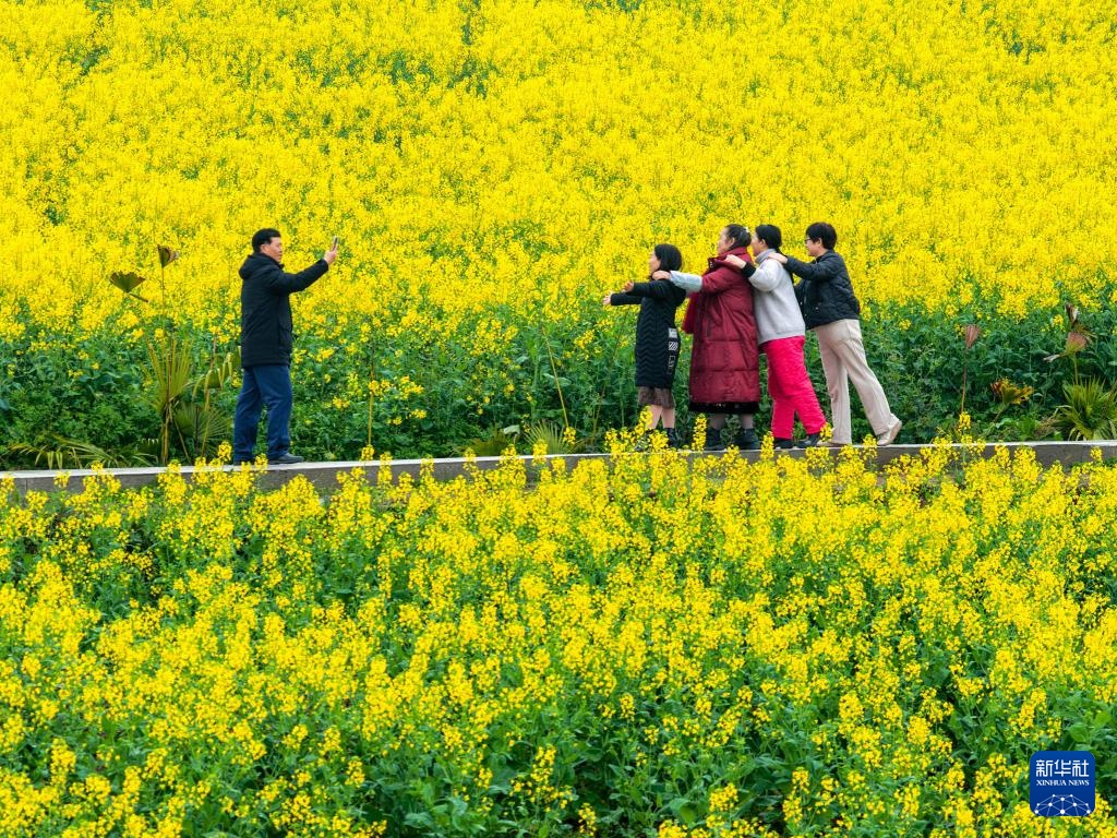 千亩油菜花绽放美丽经济