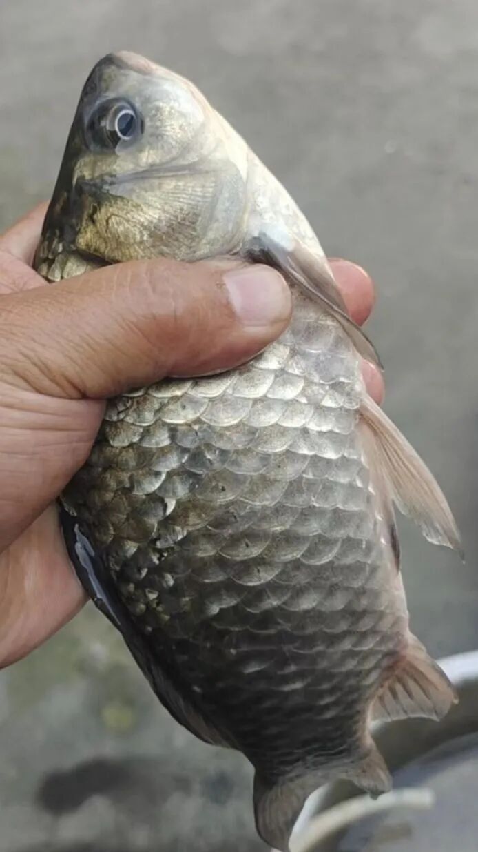 又有网友中招！很多人对它又爱又恨