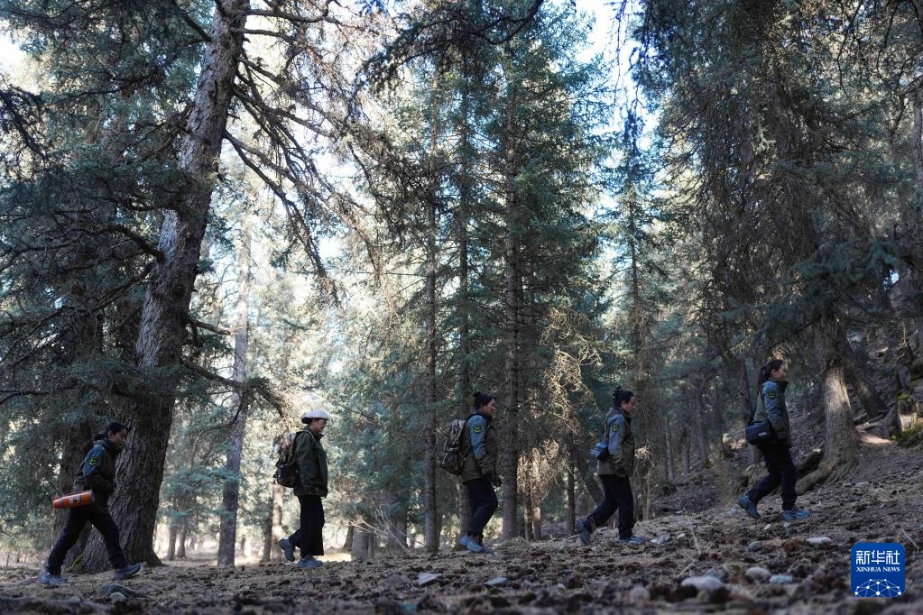 巾帼力量守护祁连山