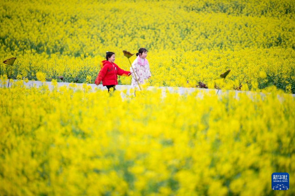 千亩油菜花绽放美丽经济