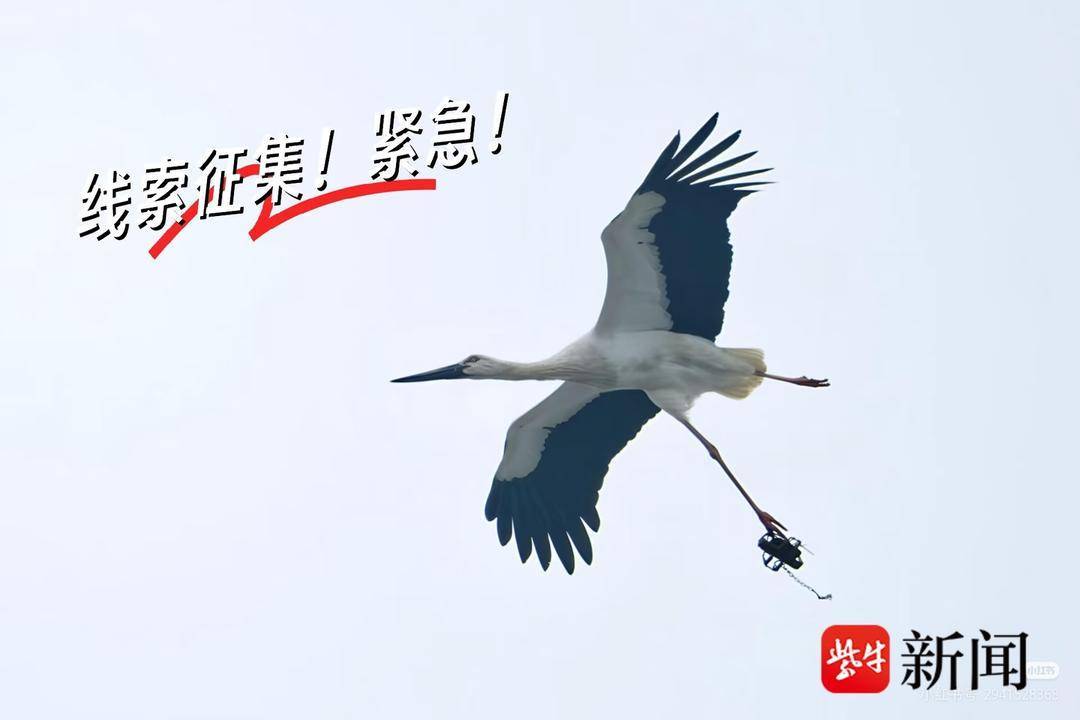 揪心！南京摄影师拍到鸟中大熊猫东方白鹳带着捕兽夹飞行