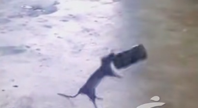 马来西亚男子对嘴喝罐装饮料竟感染鼠尿病，身上出现大片斑痕！