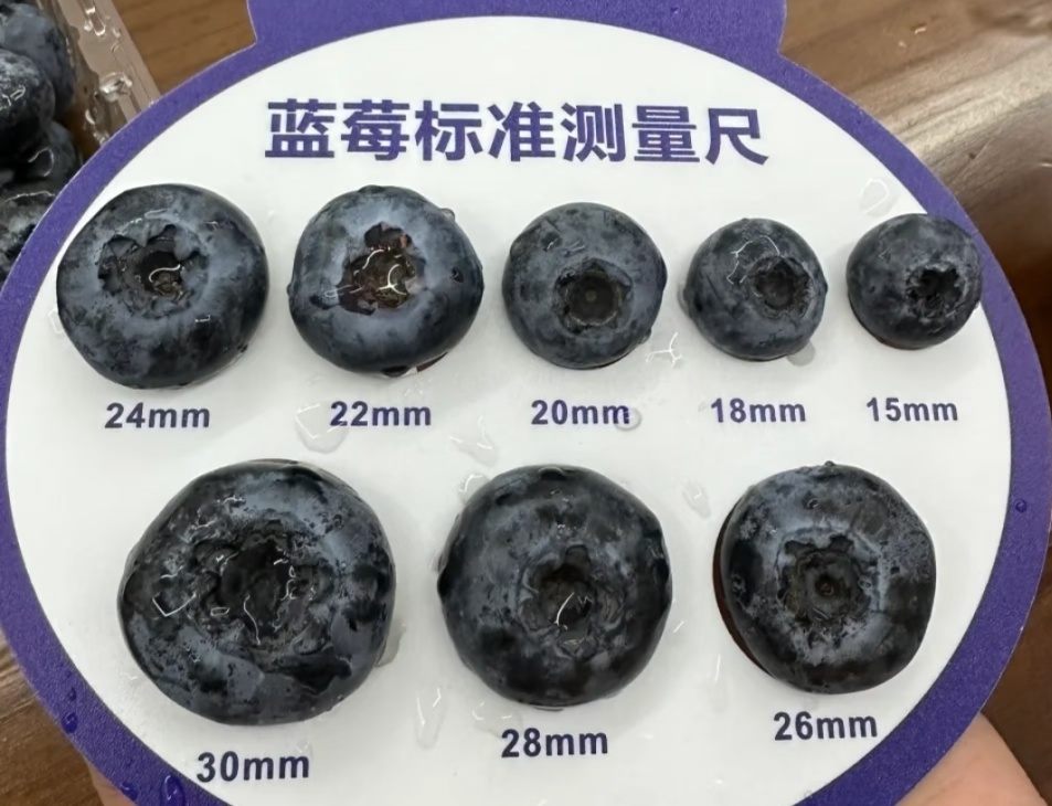蓝莓越大，营养越少？大多数人都选错了！掌握技巧选出好蓝莓——
