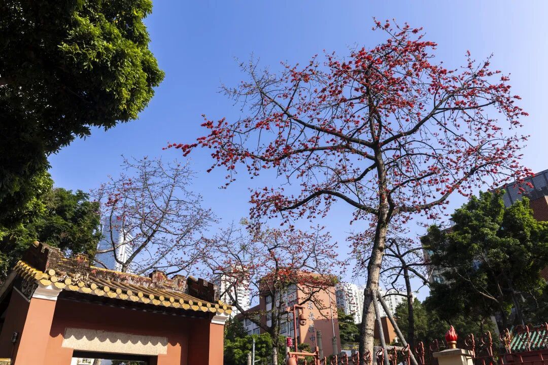 下一波冷空气时间确定！广州，要下雨了