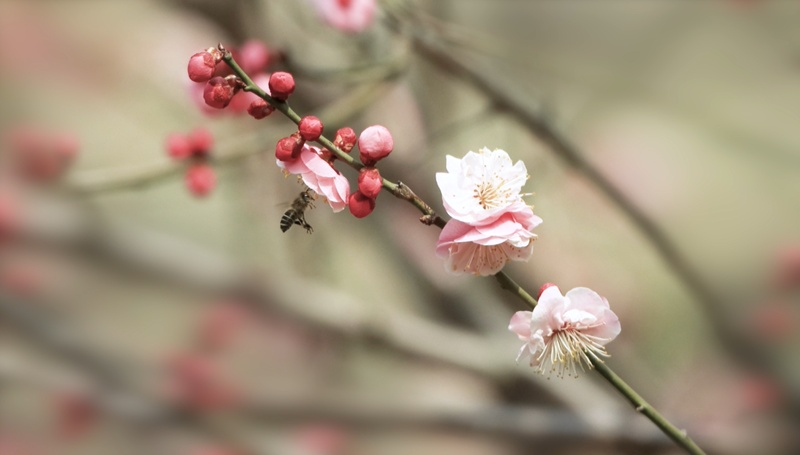 京城春早启新程｜梅香报春！北京开启早春赏花模式