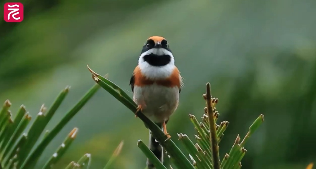 “中国最可爱小鸟”再现广州