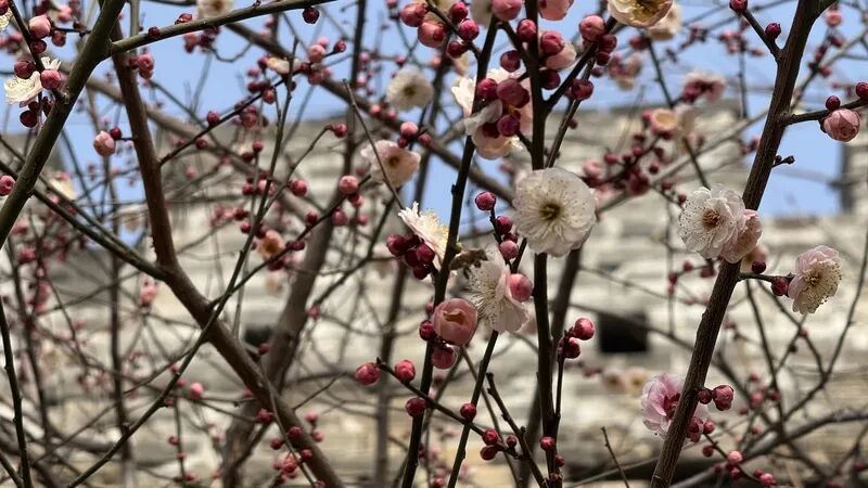 京城春早启新程｜梅香报春！北京开启早春赏花模式