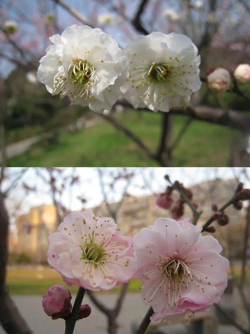 京城春早启新程｜梅香报春！北京开启早春赏花模式