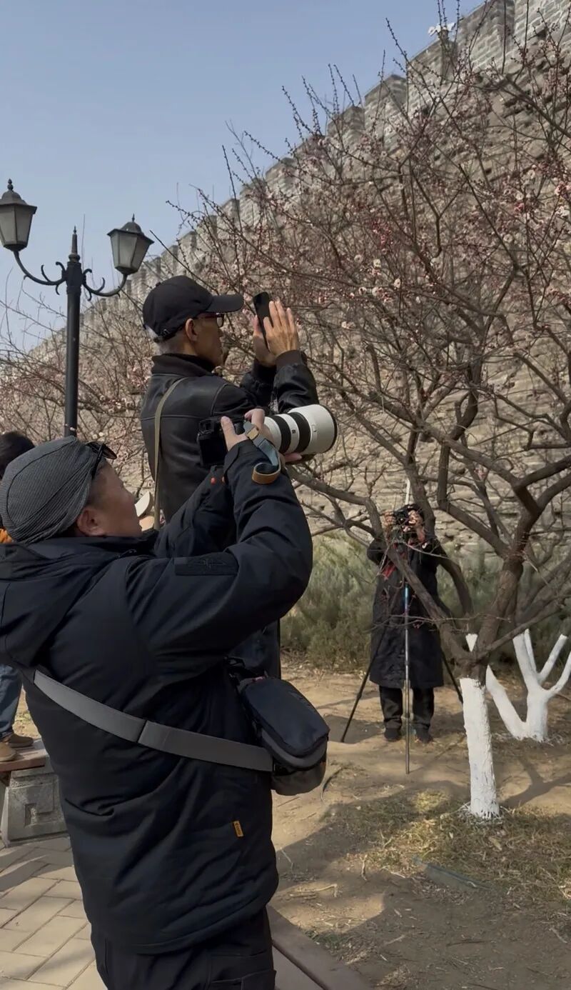 京城春早启新程｜梅香报春！北京开启早春赏花模式