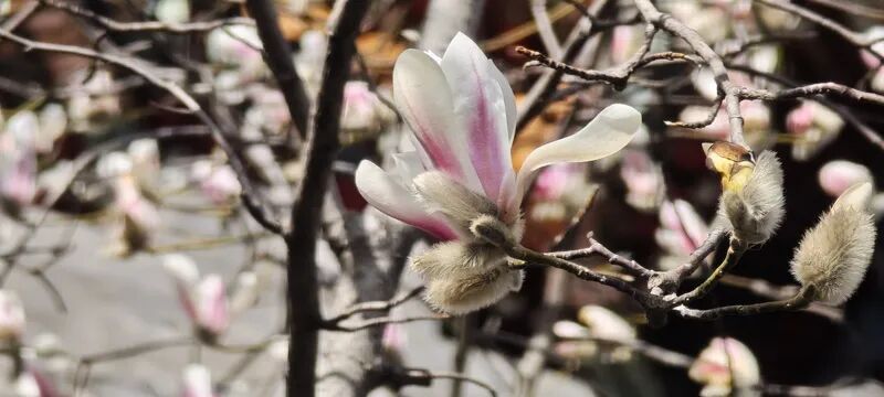 京城春早启新程｜梅香报春！北京开启早春赏花模式