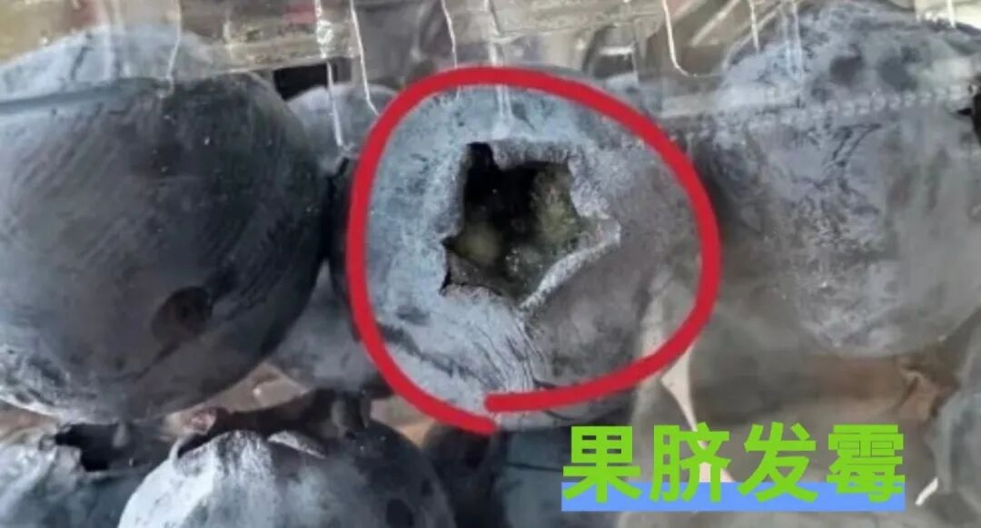 蓝莓越大，营养越少？大多数人都选错了！掌握技巧选出好蓝莓——