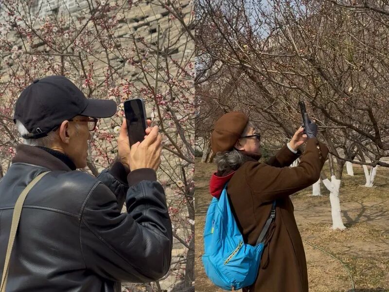 京城春早启新程｜梅香报春！北京开启早春赏花模式