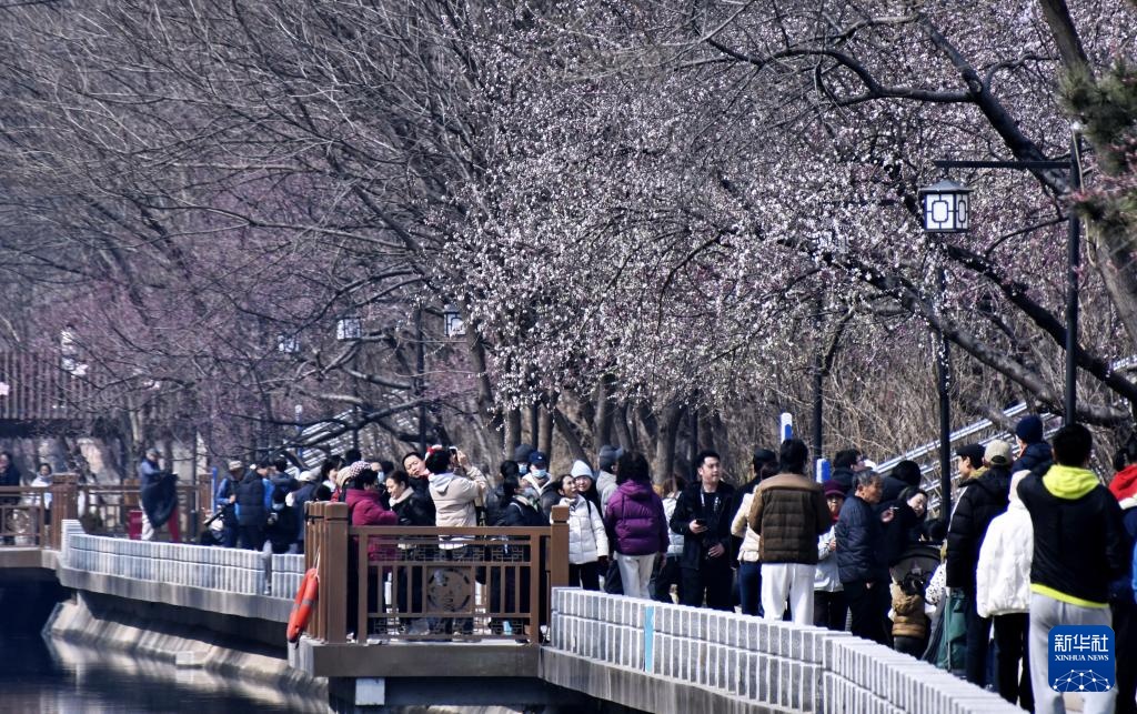 春到京城探桃花 春到京城探桃花