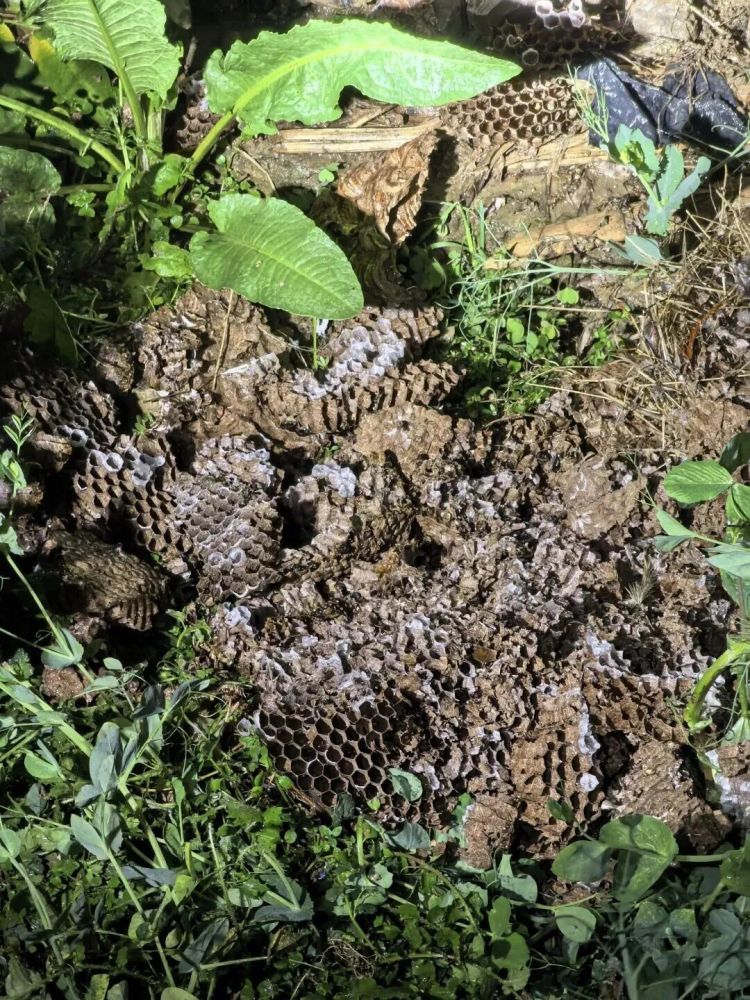 警惕“蜂”险！贵州一居民楼悬巨型马蜂窝