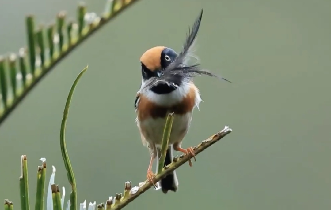 “中国最可爱小鸟”再现广州