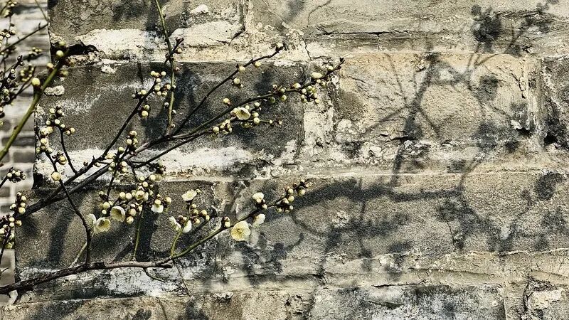 京城春早启新程｜梅香报春！北京开启早春赏花模式