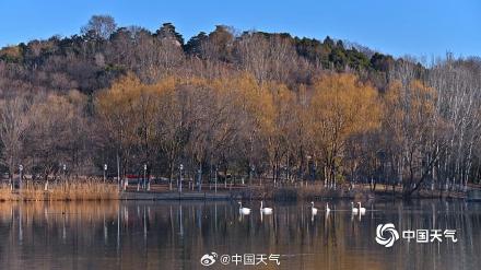 春江水暖“鹅”先知！白天鹅“做客”北京奥森公园