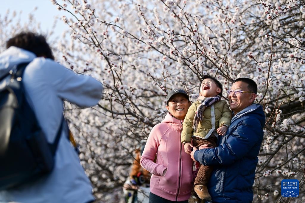 长安春日繁花开 长安春日繁花开