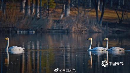 春江水暖“鹅”先知！白天鹅“做客”北京奥森公园