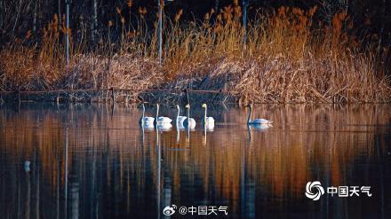 春江水暖“鹅”先知！白天鹅“做客”北京奥森公园