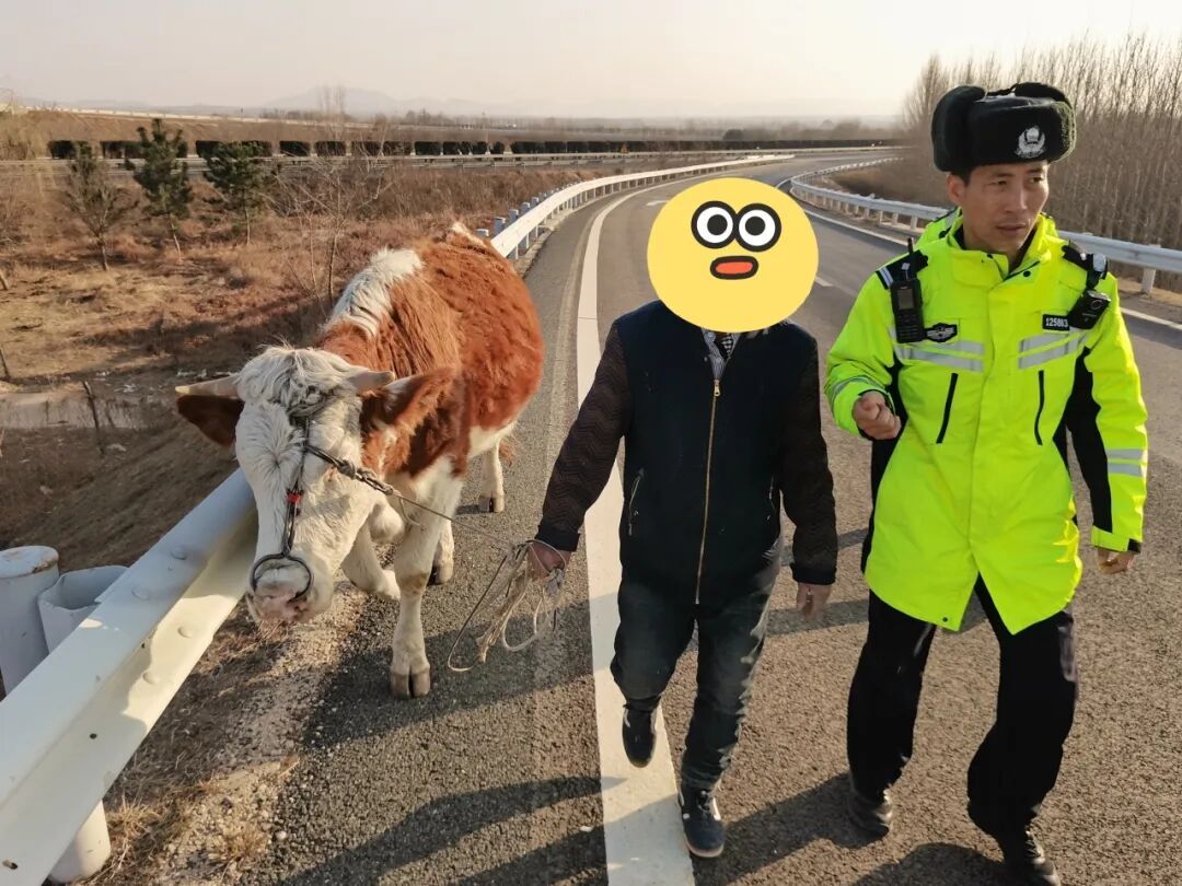 高速 “牛出没”！交警紧急驱离护安全