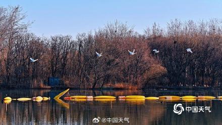 春江水暖“鹅”先知！白天鹅“做客”北京奥森公园