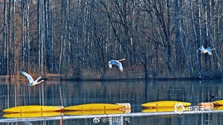 春江水暖“鹅”先知！白天鹅“做客”北京奥森公园