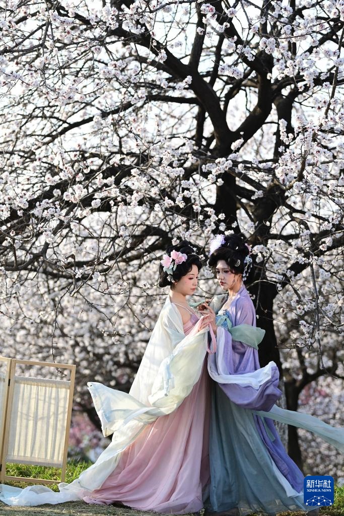 长安春日繁花开 长安春日繁花开