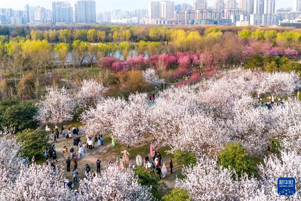 长安春日繁花开 长安春日繁花开